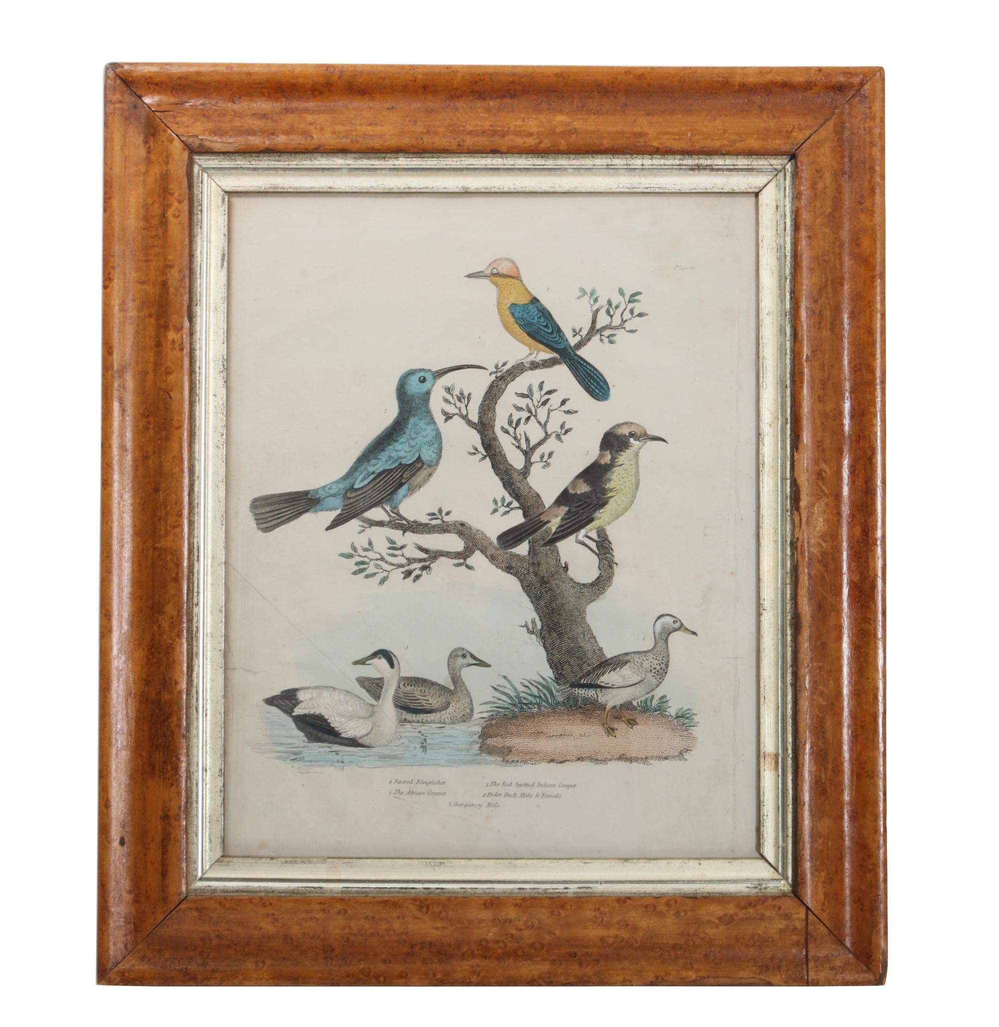 Five Handcolored Engravings of Birds Height 10 x width 8 inches (largest)