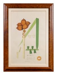 A Set of Eight Framed Botanical Chromolithographs — J Goffin Fils, Bruxelles
