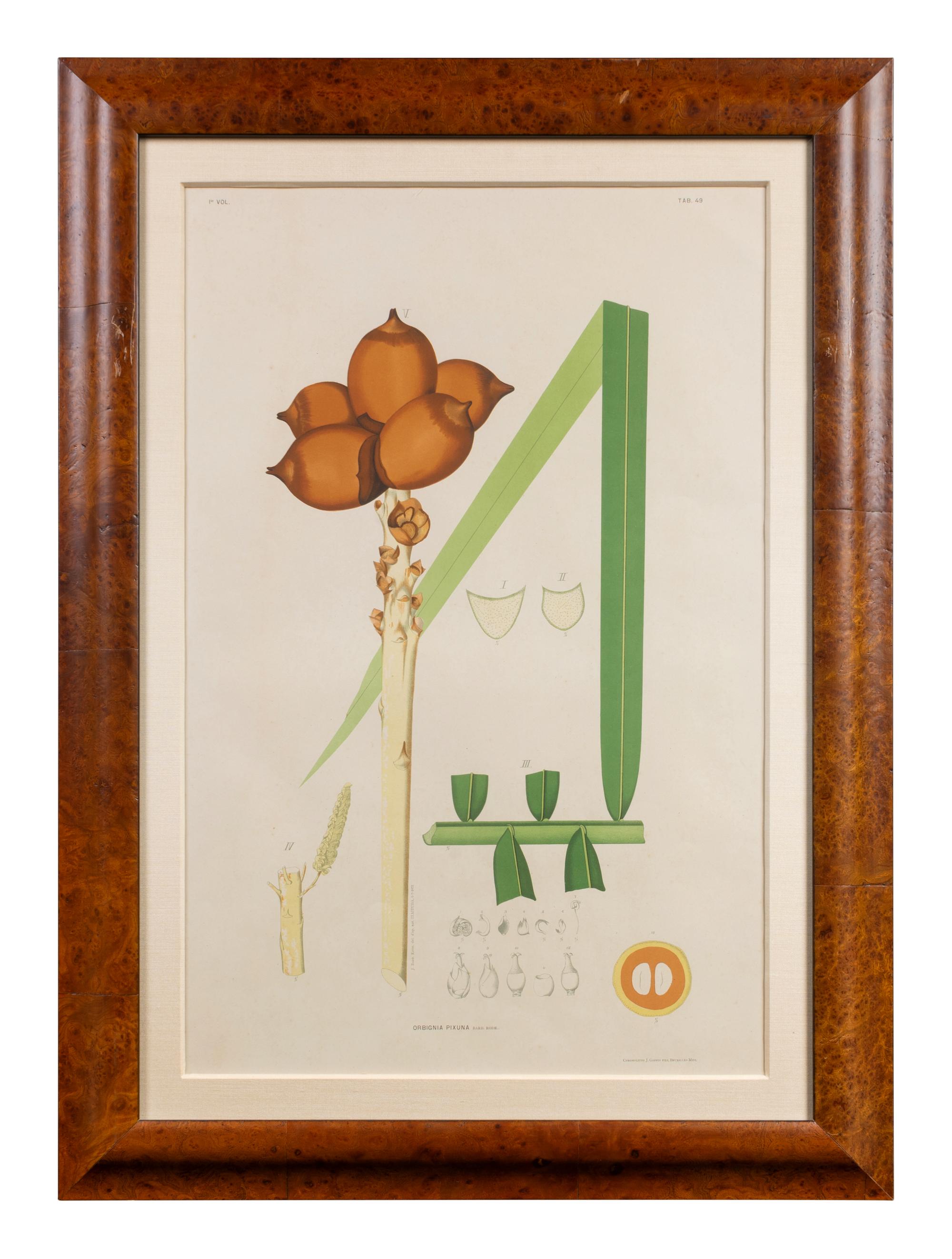 A Set of Eight Framed Botanical Chromolithographs — J Goffin Fils, Bruxelles