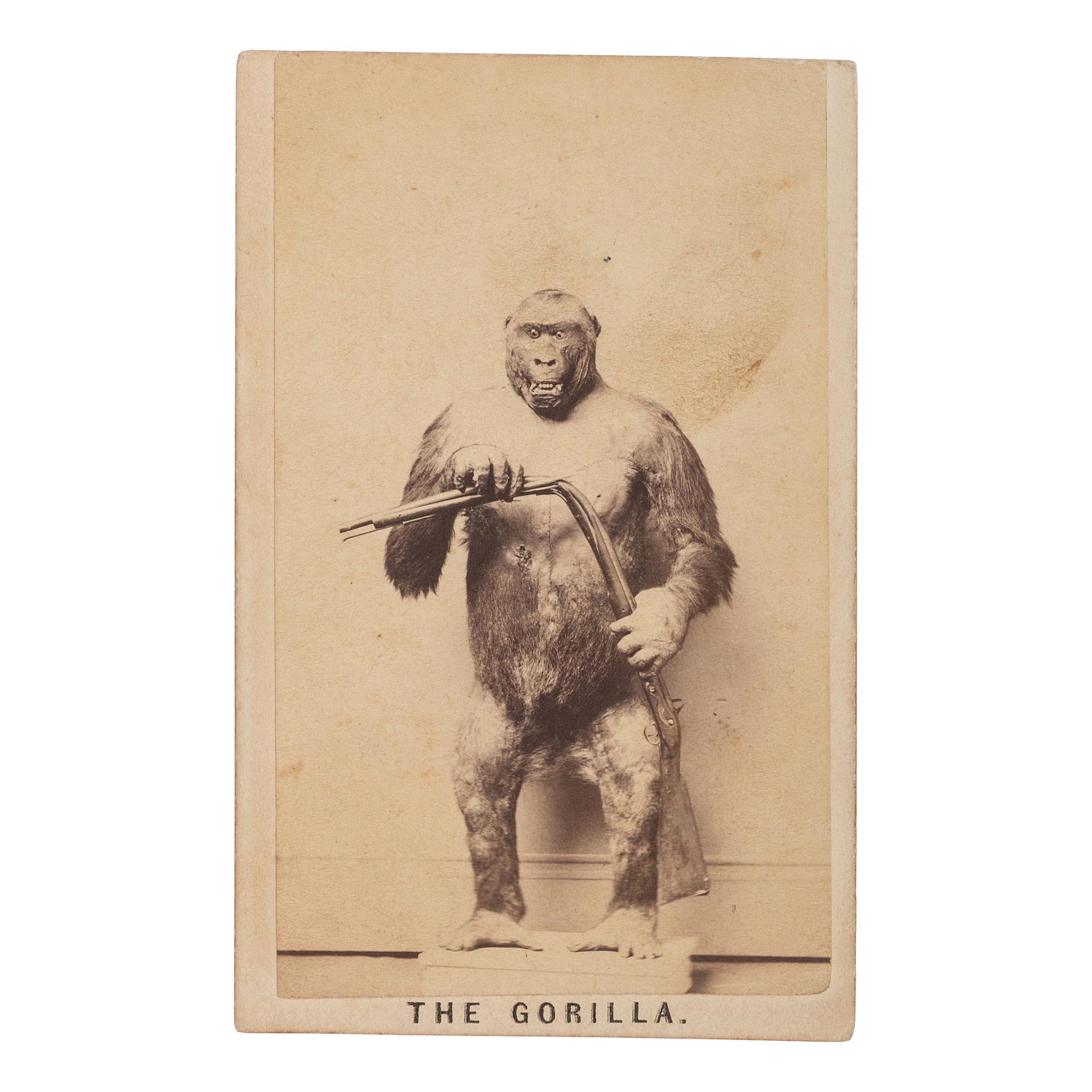 [EARLY PHOTOGRAPHY]. Curious CDV of "The Gorilla" holding bent rifle. [Amherst, Massachusetts]: [J.L. Lovell], [ca 1860s].