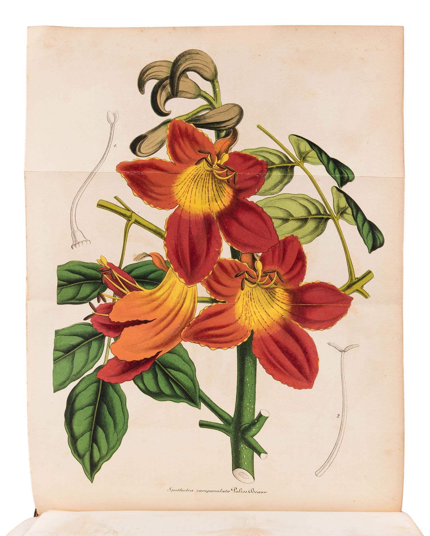 LEMAIRE, Charles (1800-1871). Le Jardin Fleuriste, journal général des progrès et des intérèts horticoles et botaniques . Ghent: F. & E. Gyselinck, 1851-1854.