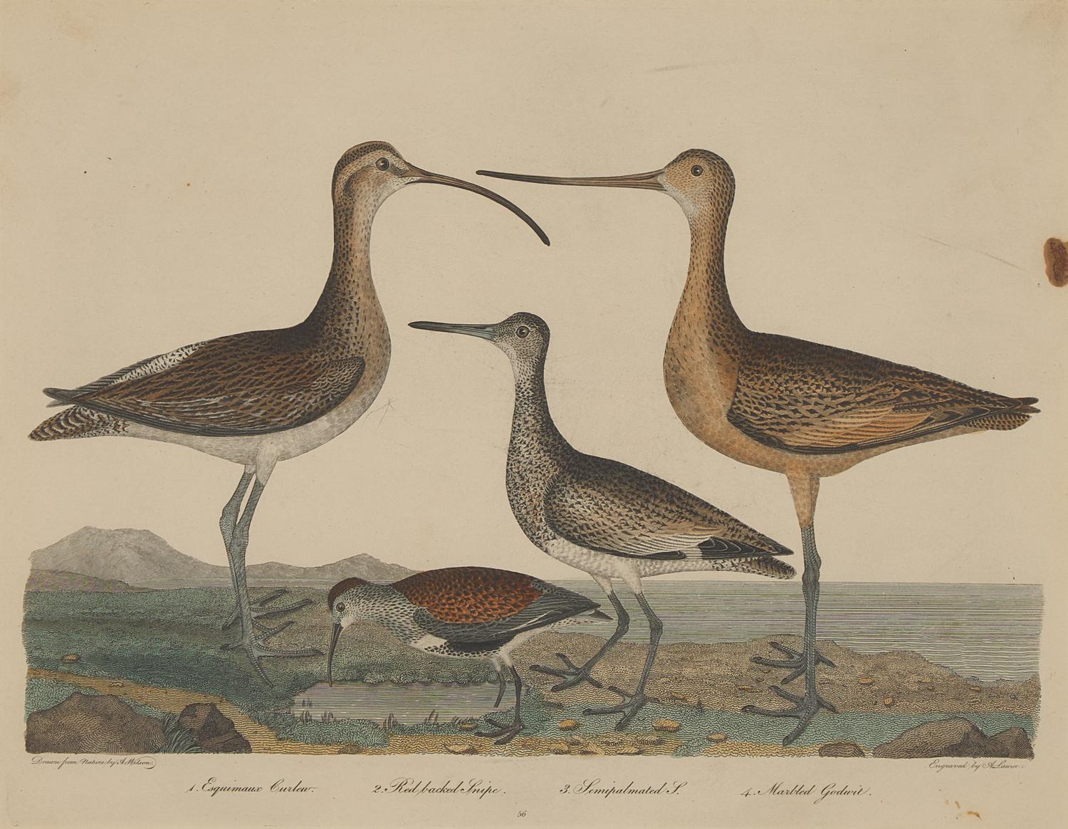 Alexander Lawson (1773-1846) and John G. Warnicke (died 1818), After Alexander Wilson (1766-1813), A Set of Sixteen Hand-Colored Engravings of Various Birds