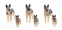A Group of Six Bewsick Porcelain German Shepherds Width of widest 7 inches.