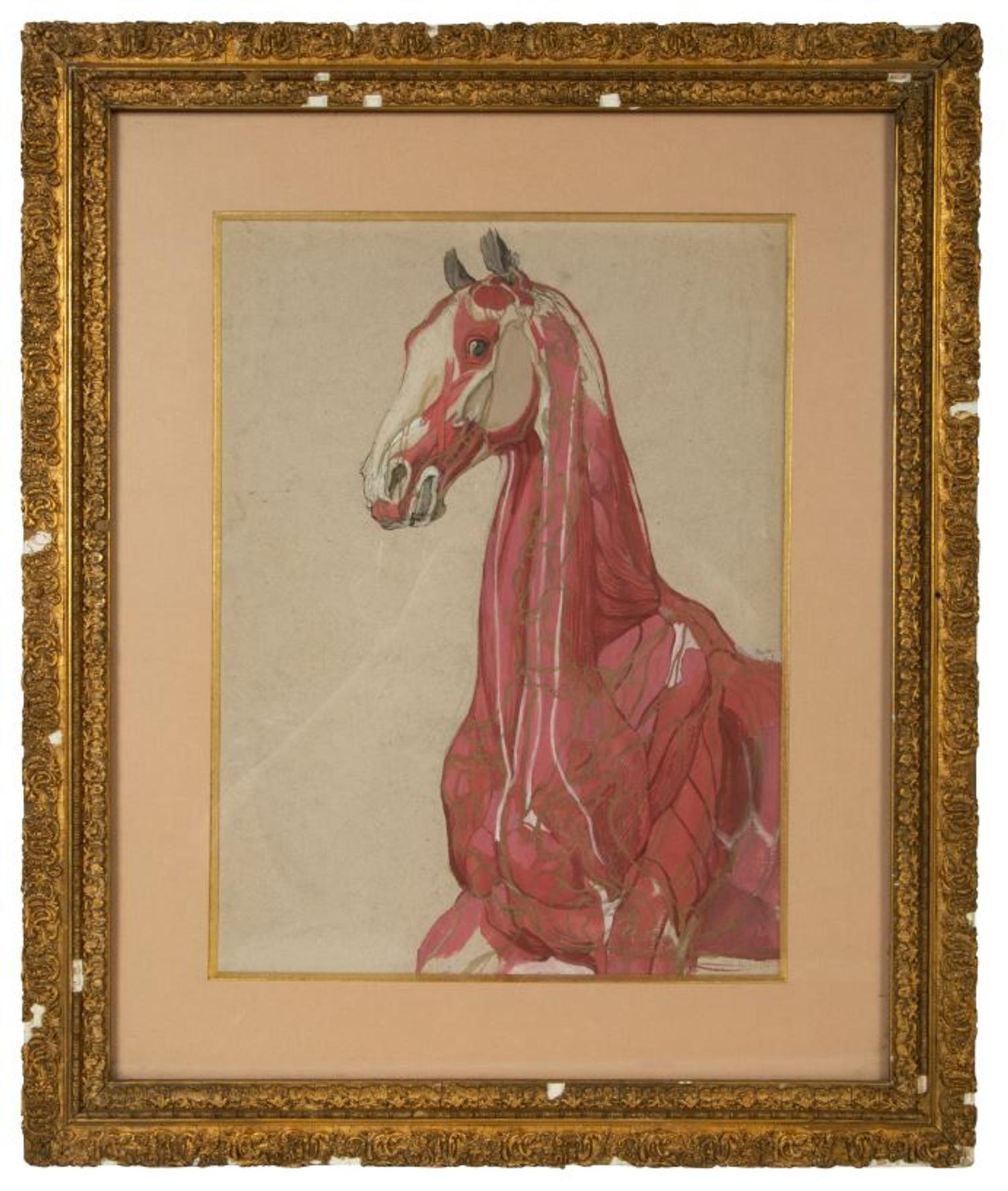A Group of Five Pencil and Watercolor Sketches Depicting the Anatomy of Equine — 20TH CENTURY