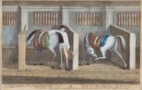 Robert SAYER, publisher Image 8 x 11 inches. — Sir Charles Sedley's Gray Horse Badger... and the Earl of Portmor's Gray Horse Prim