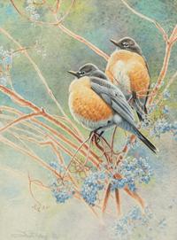 American Robin on Elderberry , 1995