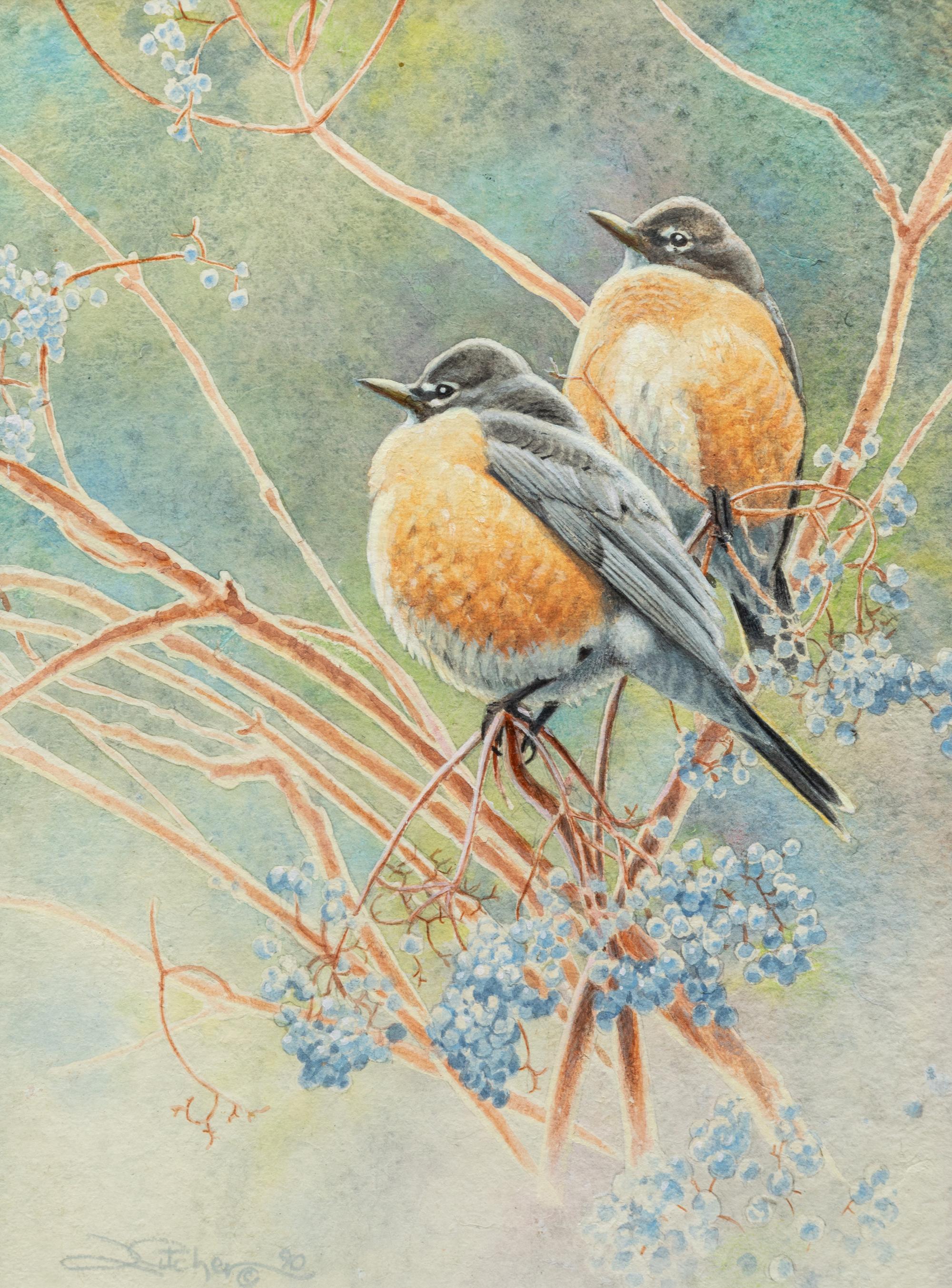American Robin on Elderberry , 1995