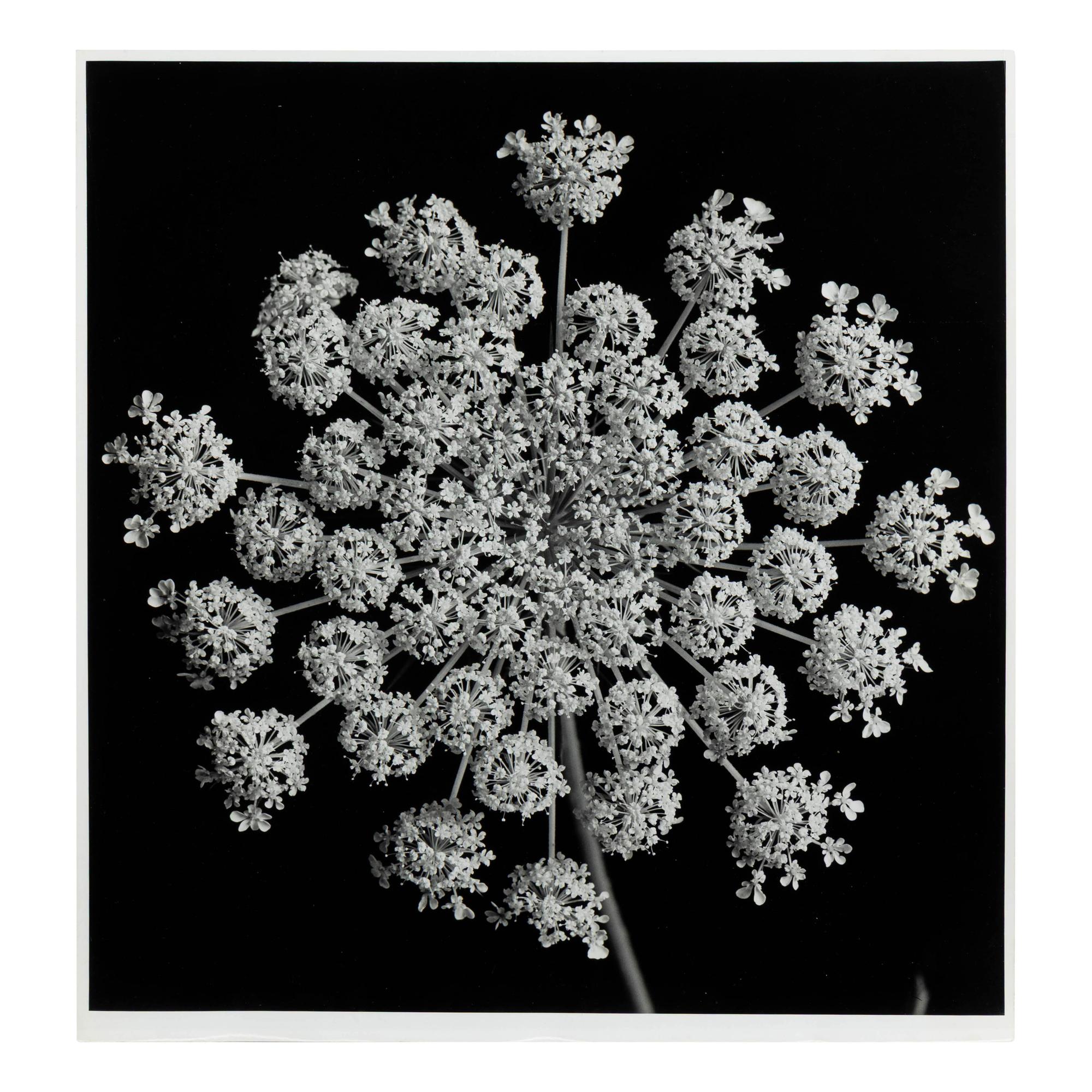 Yuichi Idaka (American, 1914-2012) — Queen Anne's Lace