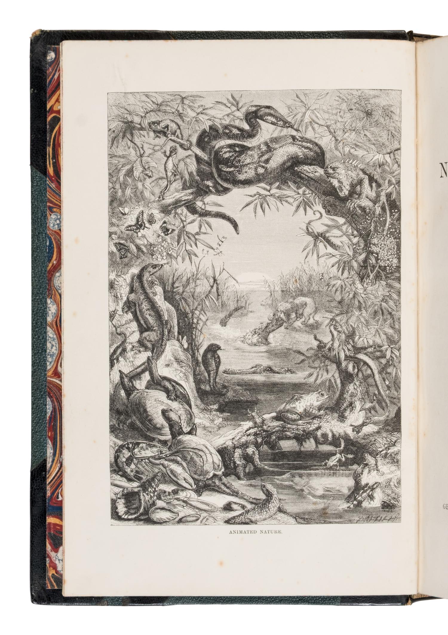 [Natural History] Wood, John George. The Illustrated Natural History