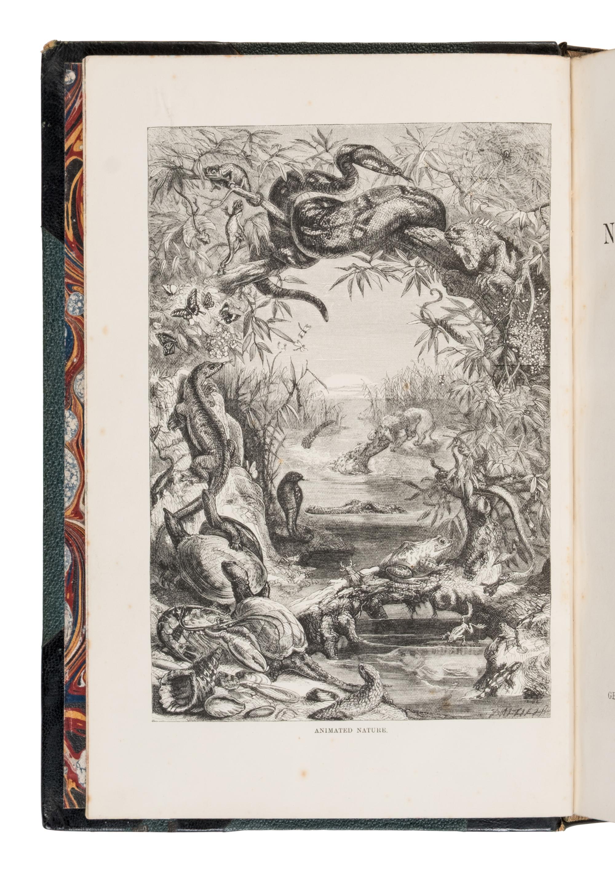 [Natural History] Wood, John George. The Illustrated Natural History