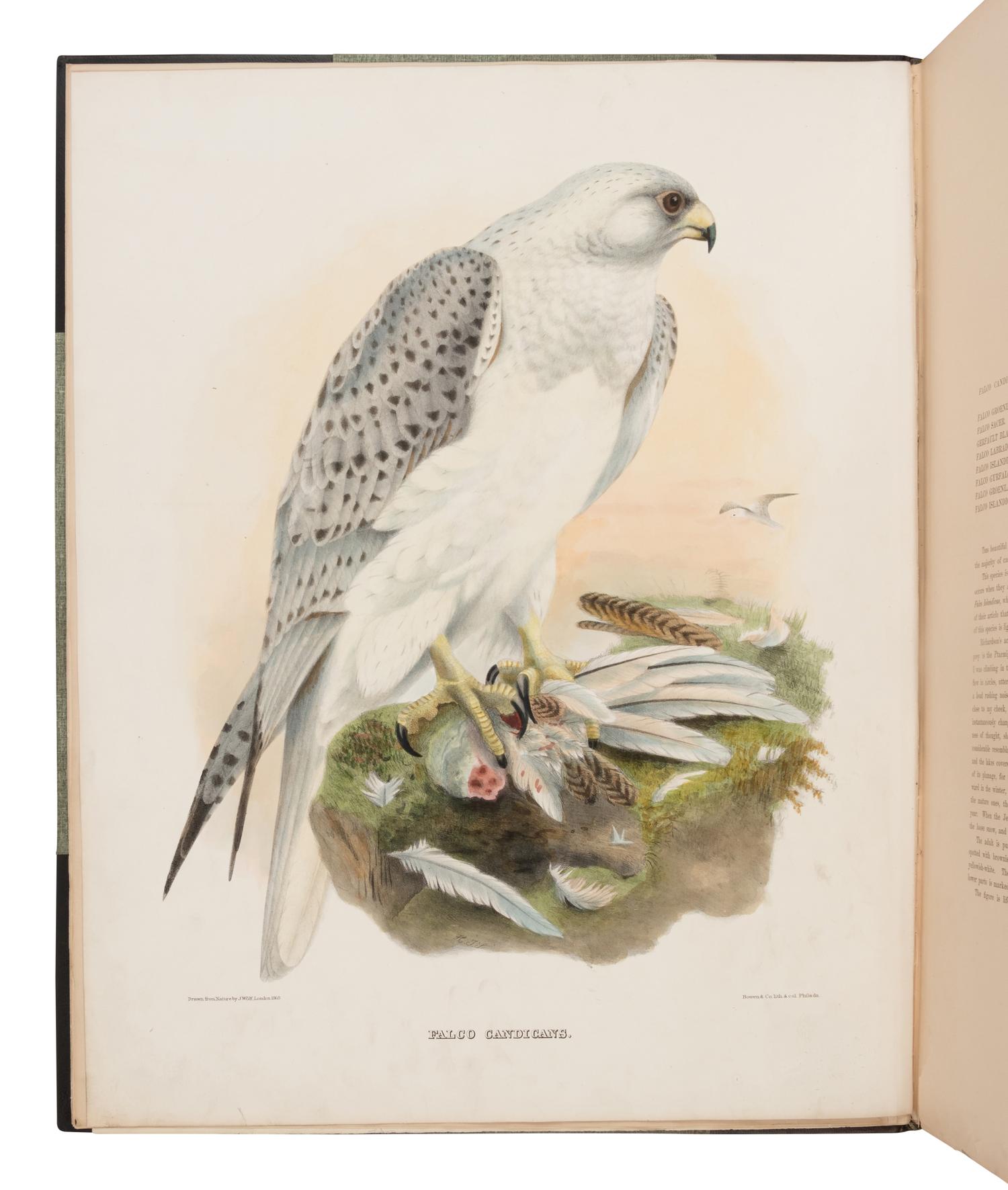 Elliot, Daniel Giraud. The New and Heretofore Unfigured Species of the Birds of North America