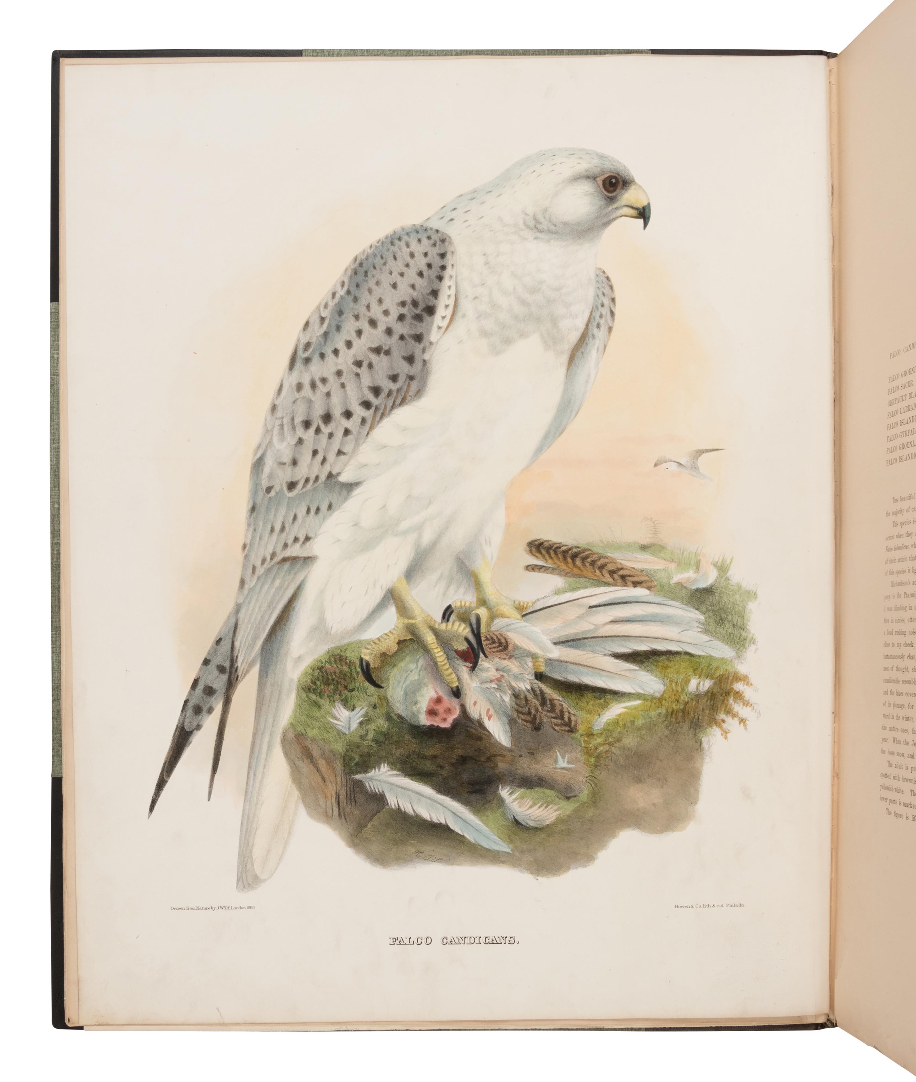 Elliot, Daniel Giraud. The New and Heretofore Unfigured Species of the Birds of North America