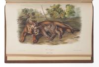 AUDUBON, John James (1785-1851). The Birds of America, from Drawings Made in the United States and their Territories . New York: J.J. Audubon; Philadelphia: J.B. Chevalier, [1839-] 1840-1844. -- AUDUBON, John James and John BACHMAN (1790-1874). The Quadrupeds of North America . New York: V.G. Audubon, 1849-1854.