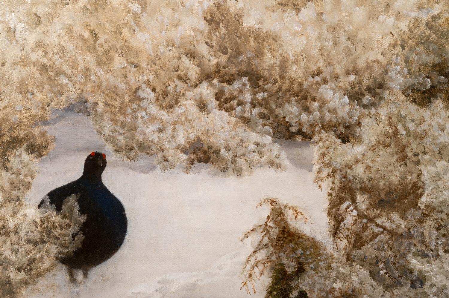 Red Grouse in the Snow