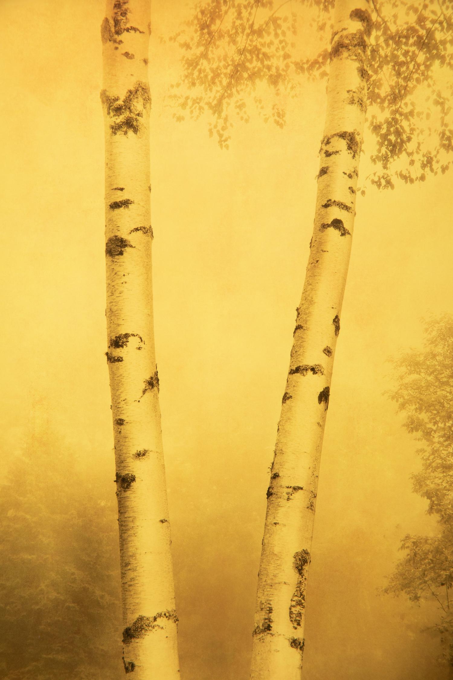 Two Joyce Tenneson Photographs