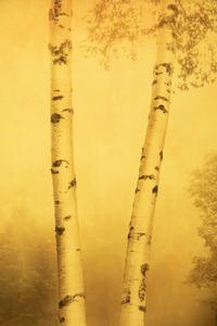 Two Joyce Tenneson Photographs