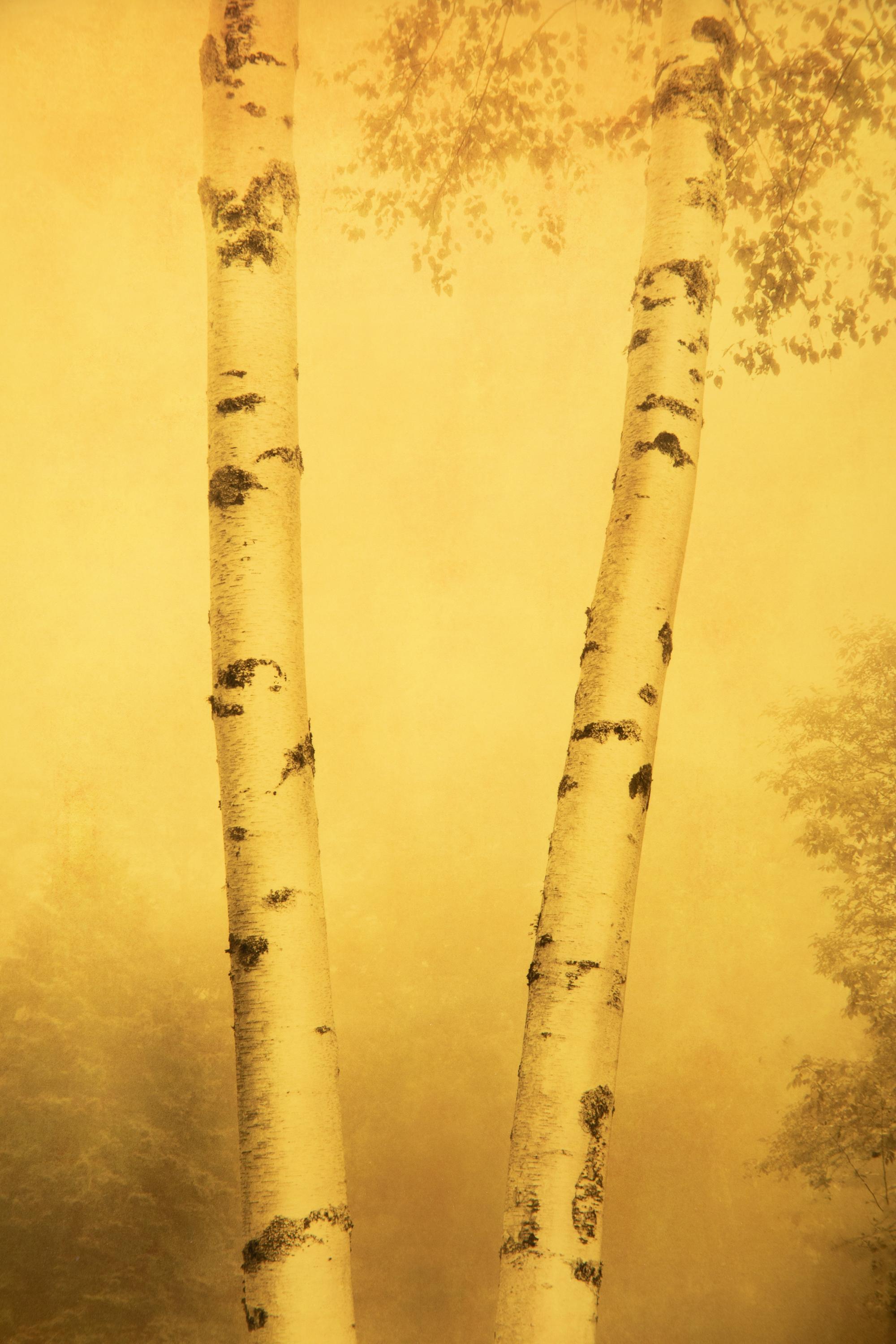 Two Joyce Tenneson Photographs