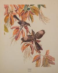 A Pair of Ornithological Prints