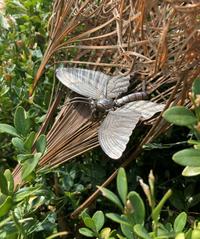 Two Silver Articulated Models of Insects