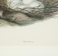 Four Ornithological prints from John Goulds Birds of Great Britain — 19TH CENTURY