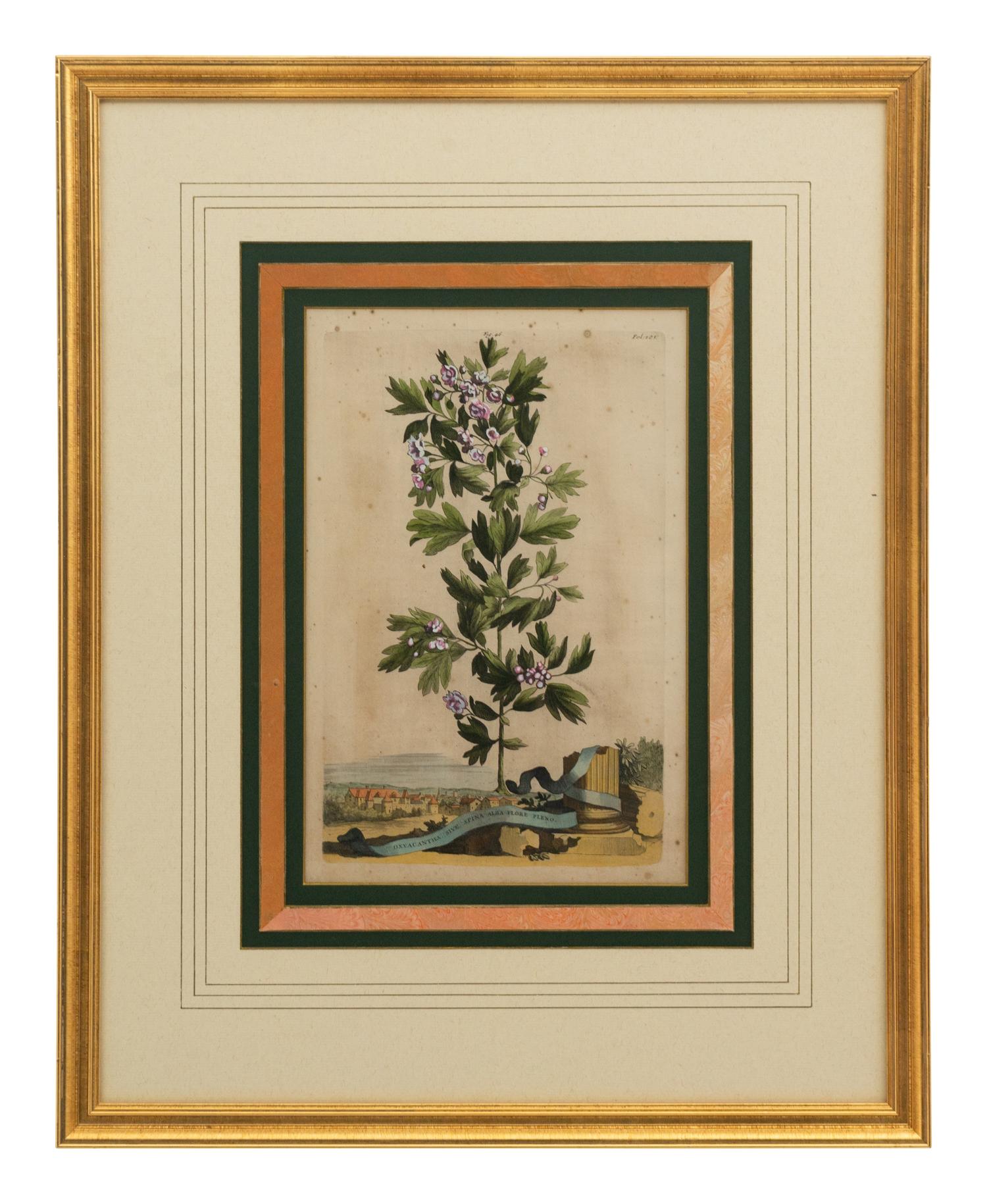 A Collection of Ten Abraham Munting Botanical Engravings from Naauwkeurige Beschryving Der Aardgewassen (1696)