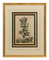 A Collection of Ten Abraham Munting Botanical Engravings from Naauwkeurige Beschryving Der Aardgewassen (1696)
