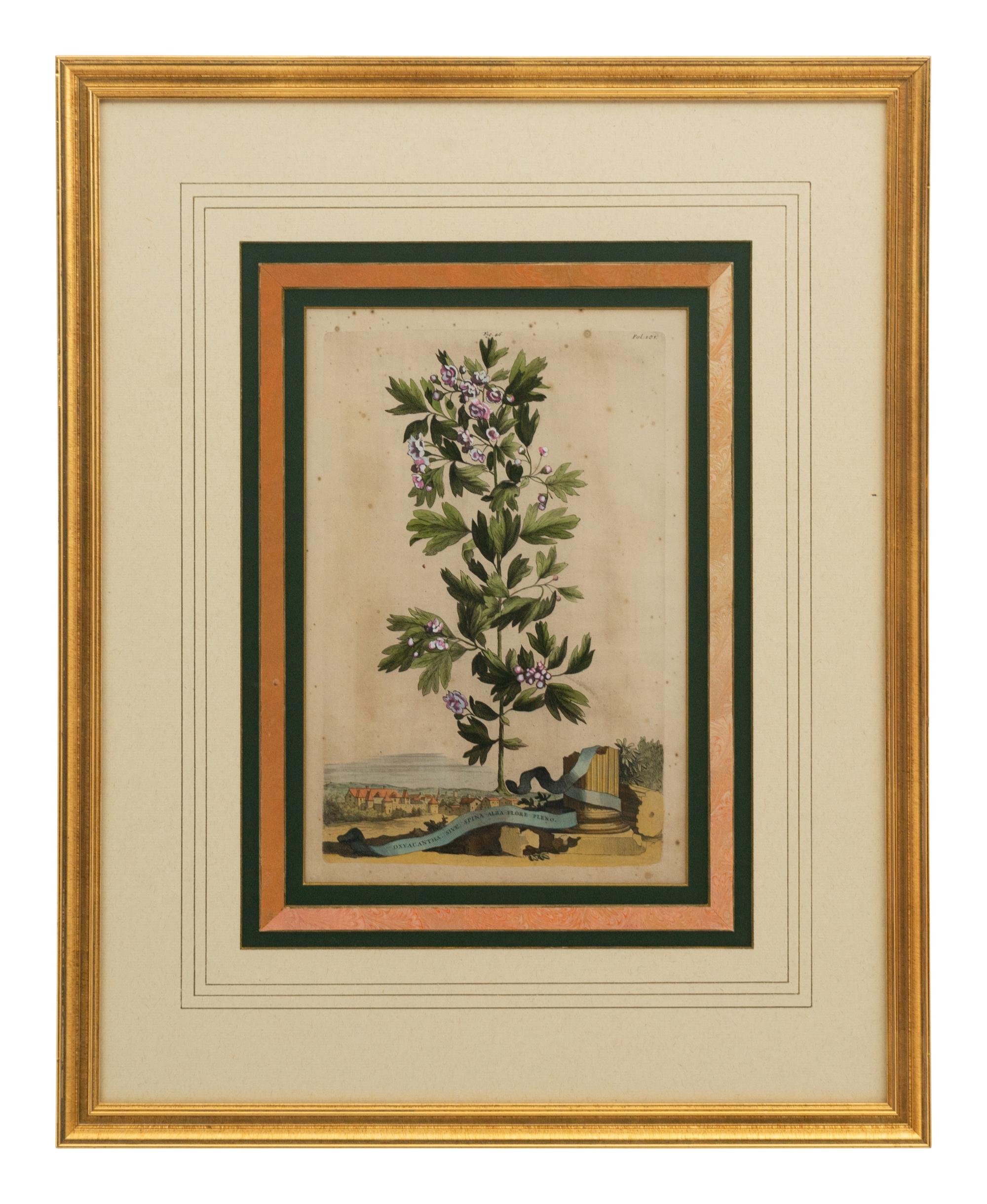 A Collection of Ten Abraham Munting Botanical Engravings from Naauwkeurige Beschryving Der Aardgewassen (1696)