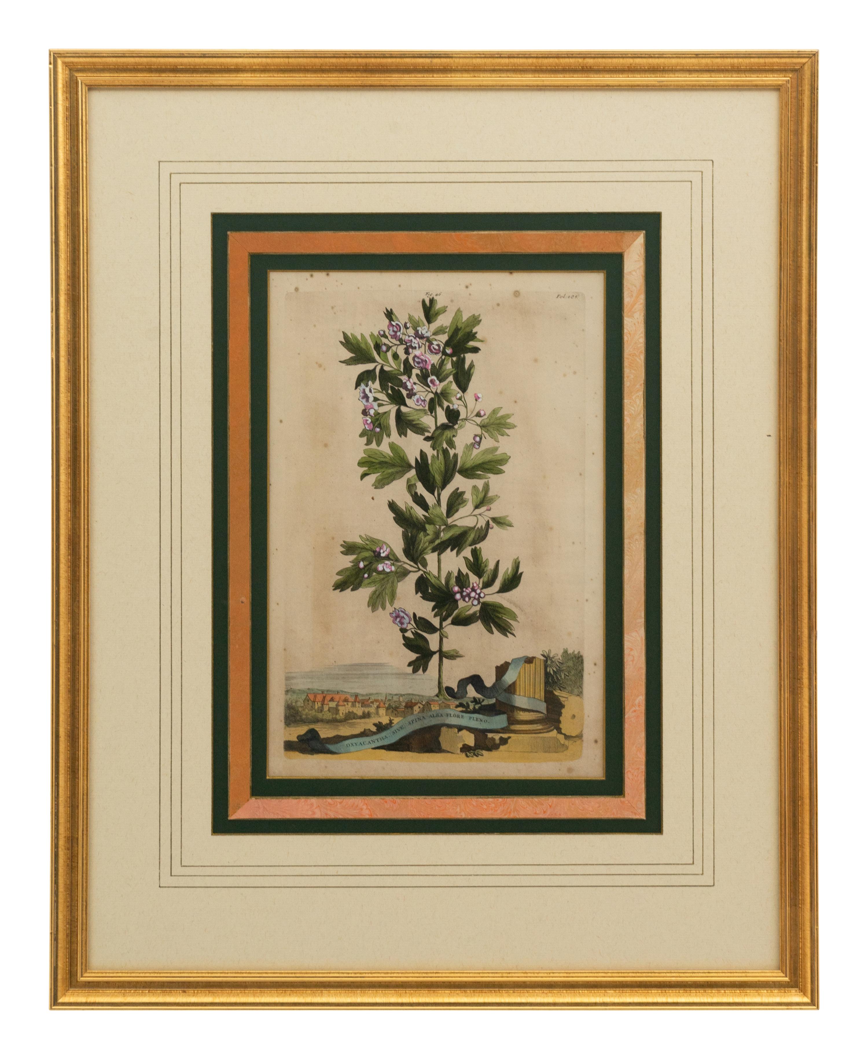 A Collection of Ten Abraham Munting Botanical Engravings from Naauwkeurige Beschryving Der Aardgewassen (1696)