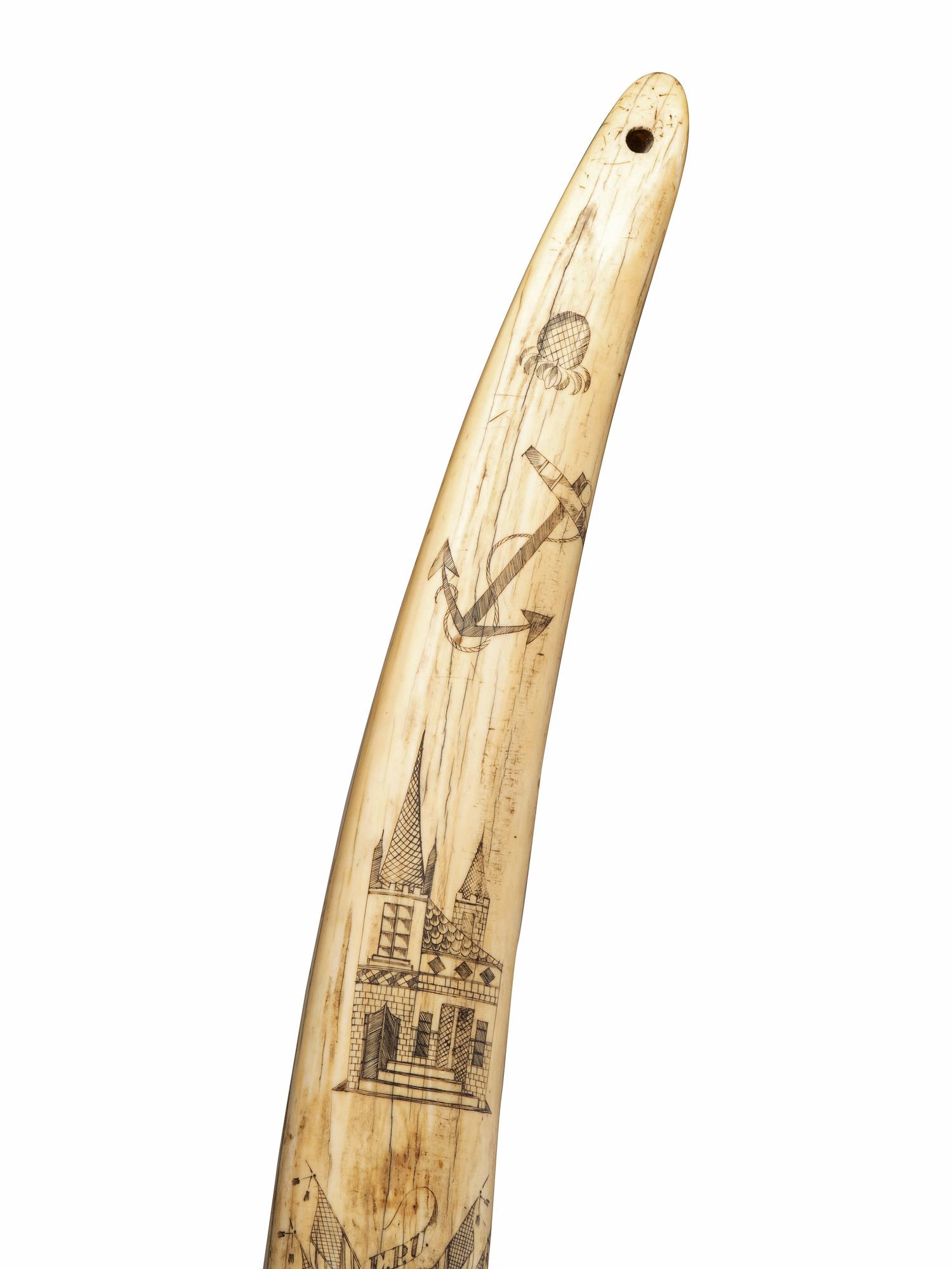 A Scrimshaw Walrus Tusk