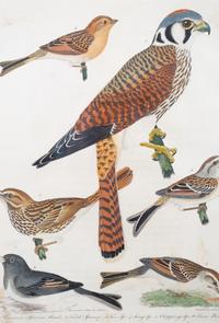 Four Hand-Colored Bird Engravings