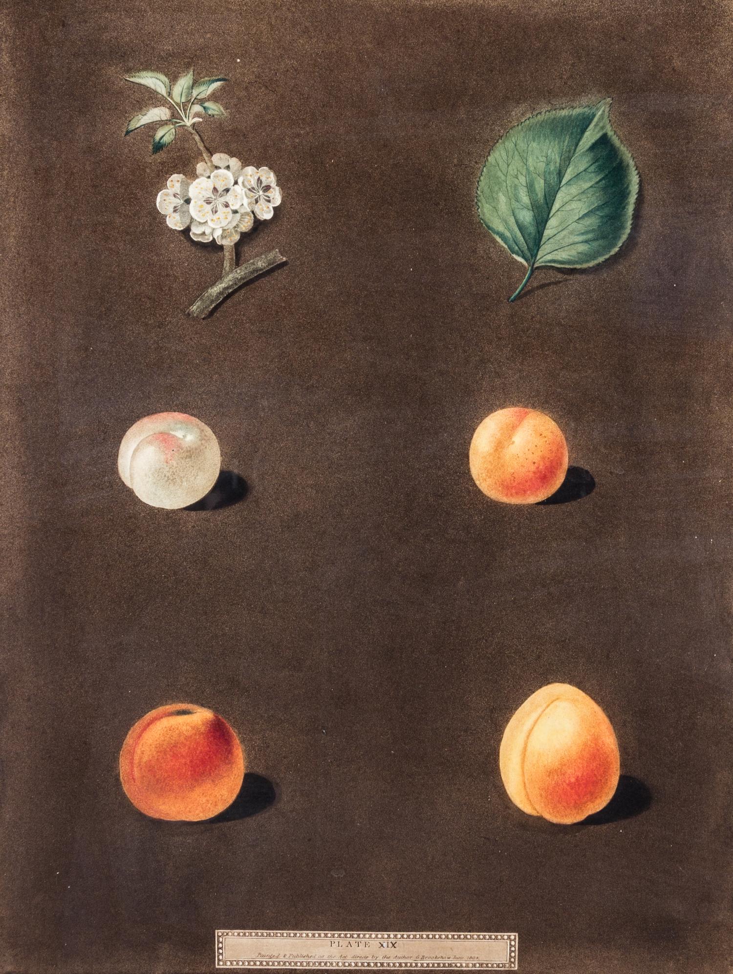 BROOKSHAW, GEORGE. Apricots-White and Red Masculine/Orange Turkey, plate 22. From Pomona Britannica. London, c. 1817.