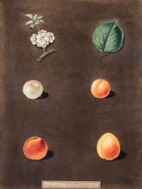 BROOKSHAW, GEORGE. Apricots-White and Red Masculine/Orange Turkey, plate 22. From Pomona Britannica. London, c. 1817.