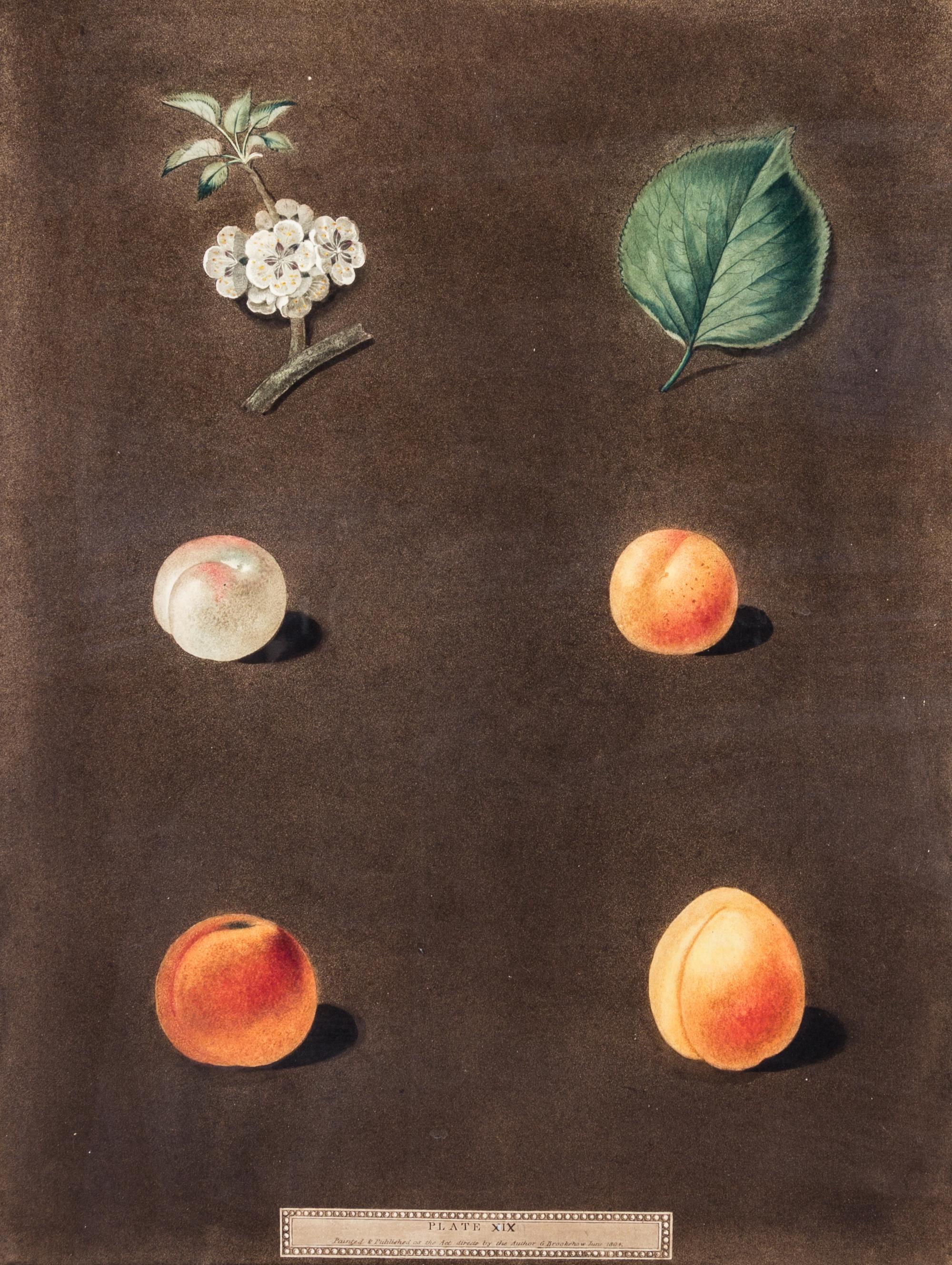 BROOKSHAW, GEORGE. Apricots-White and Red Masculine/Orange Turkey, plate 22. From Pomona Britannica. London, c. 1817.