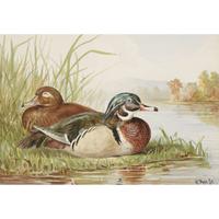 ALEXANDER POPE JUNIOR (AMERICAN 1849-1924) "BLACK DUCK" FROM UPLAND GAME BIRDS AND WATERFOWL OF THE UNITED STATES