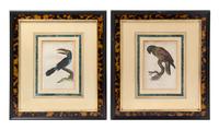 A Pair of English Handcolored Bird Engravings Each: 7 3/4 x 5 1/4 inches. — 19TH CENTURY