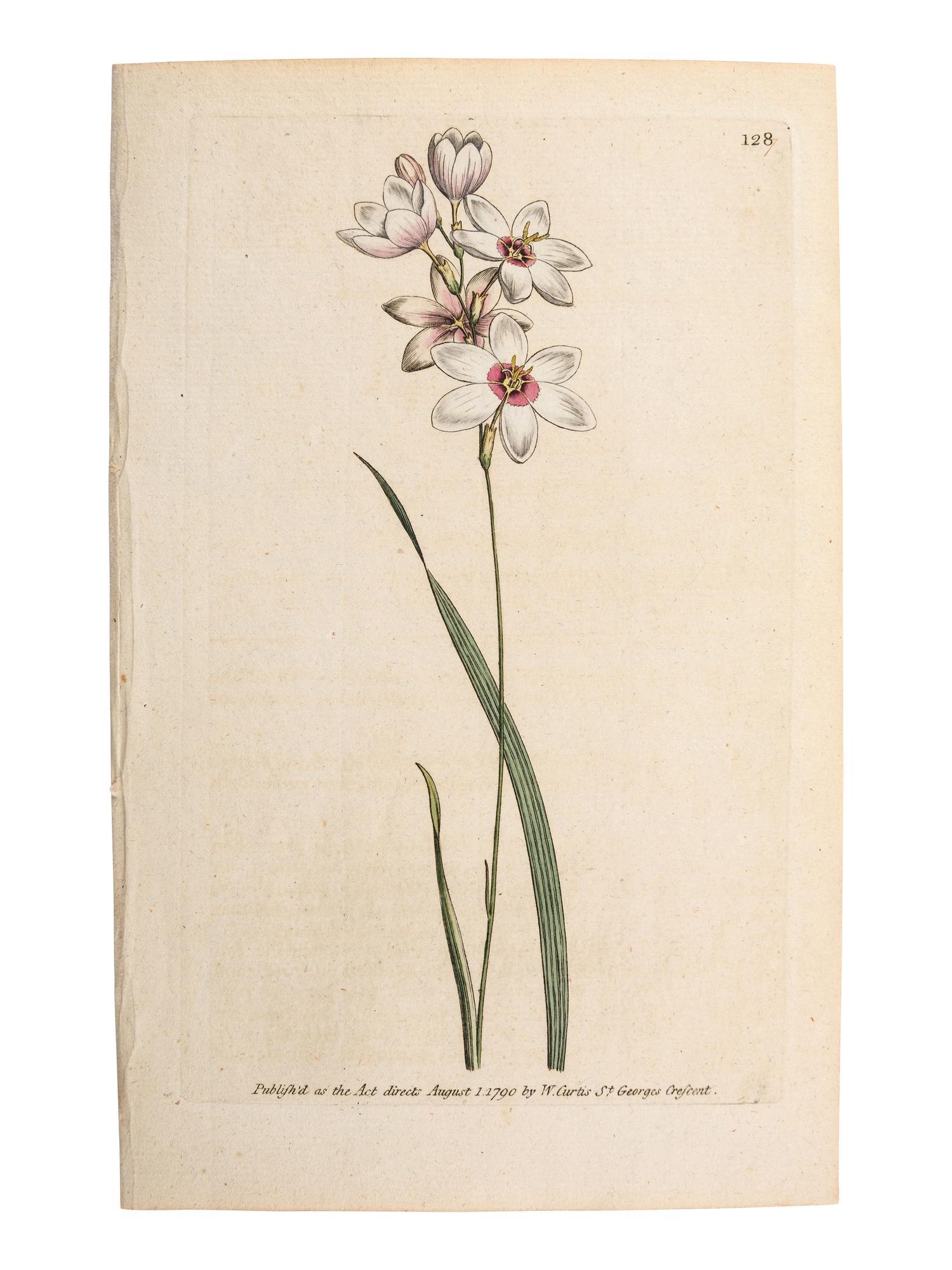 A Group of Avian and Botanical Prints