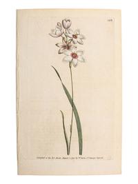 A Group of Avian and Botanical Prints