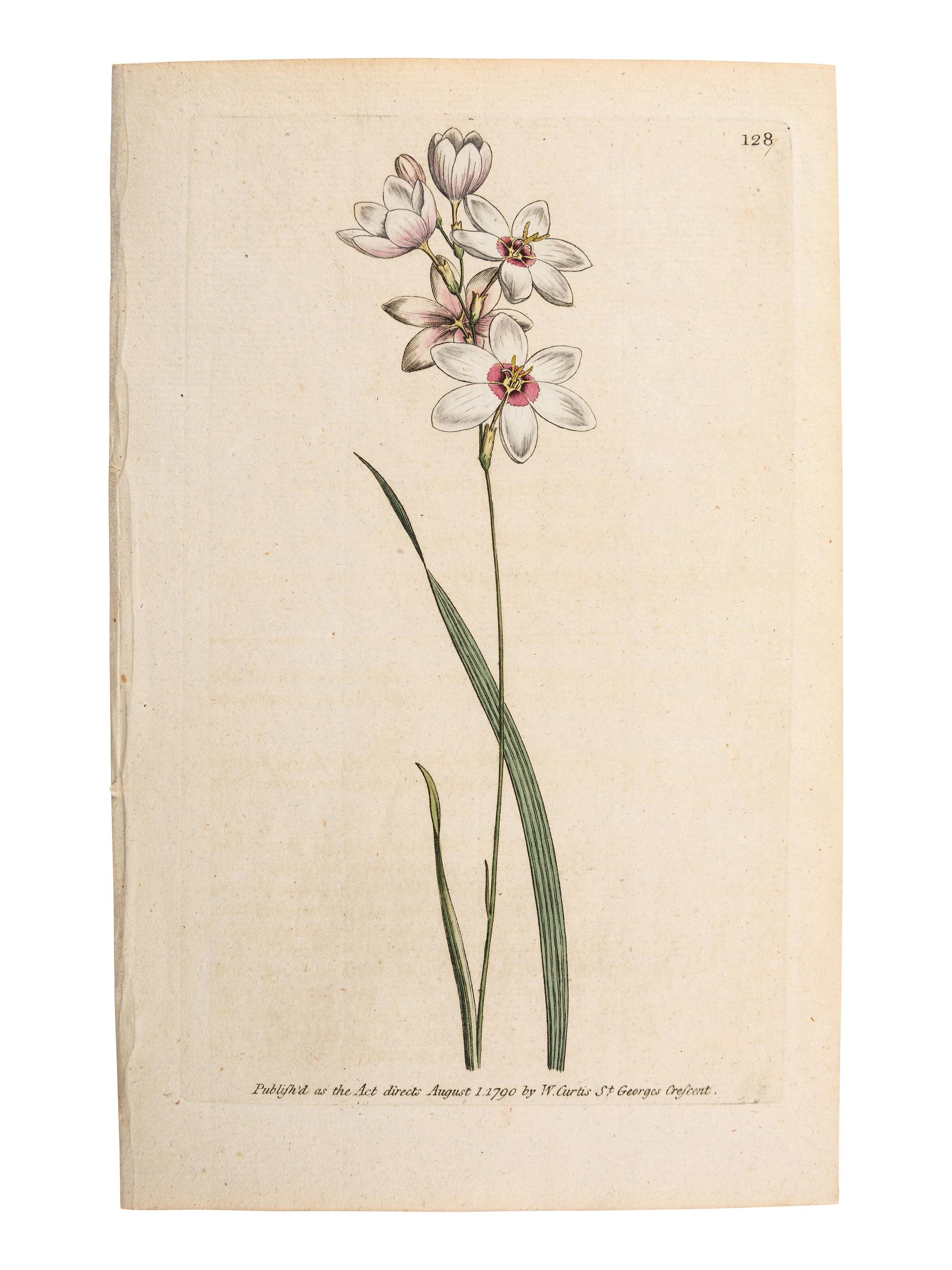 A Group of Avian and Botanical Prints