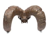 Bighorn Skull , edition 1/22