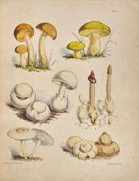 [Natural History] Group of 2 Titles on Fungi