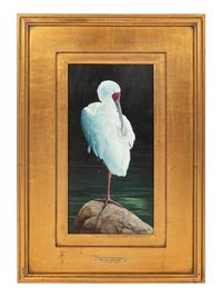Preening Spoonbill , 2007