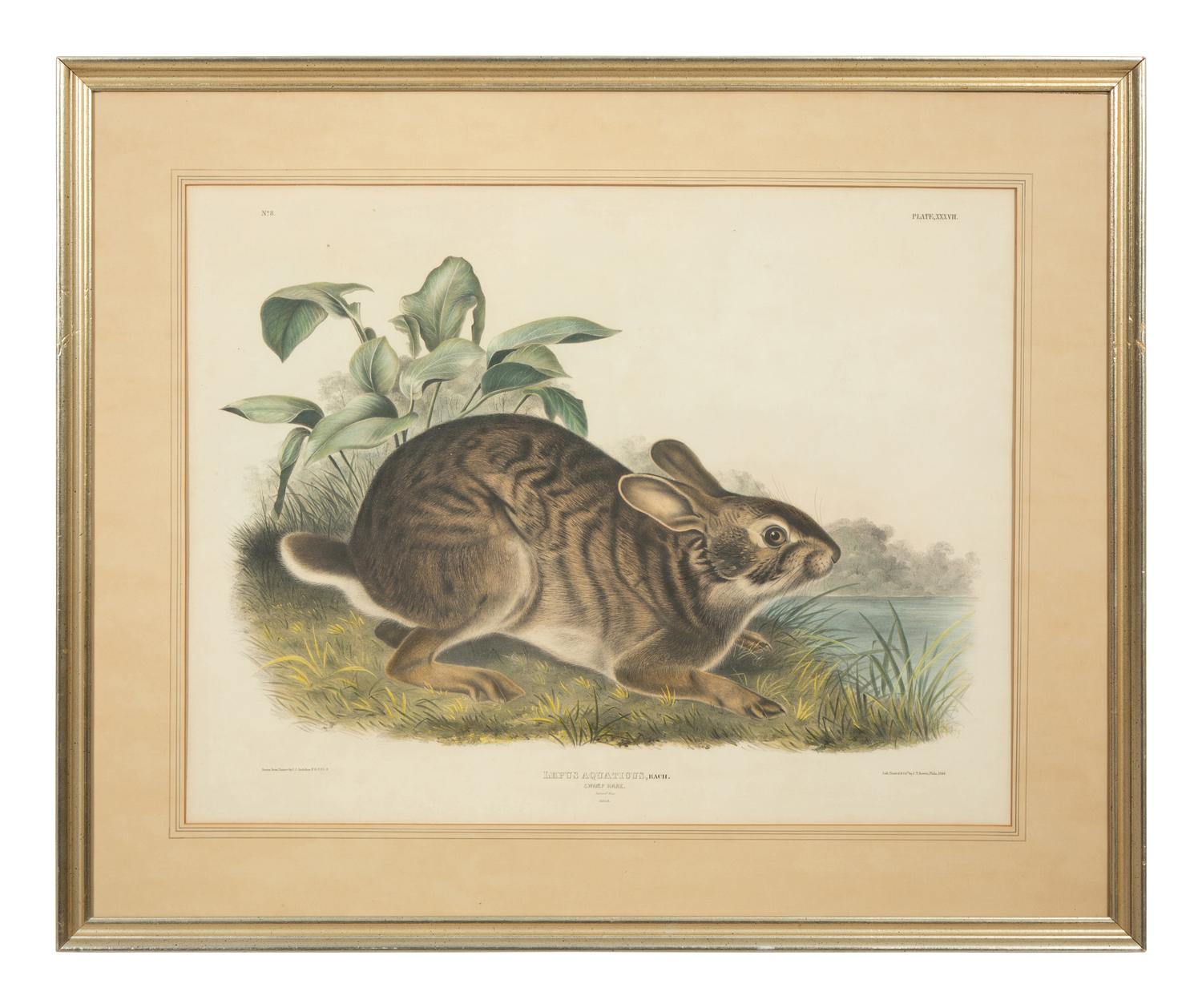 Lepus Americanus , Lepus Aquaticus , Lepus Nigricaudatus , and Lepus Palustris (Four Works)