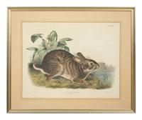 Lepus Americanus , Lepus Aquaticus , Lepus Nigricaudatus , and Lepus Palustris (Four Works)
