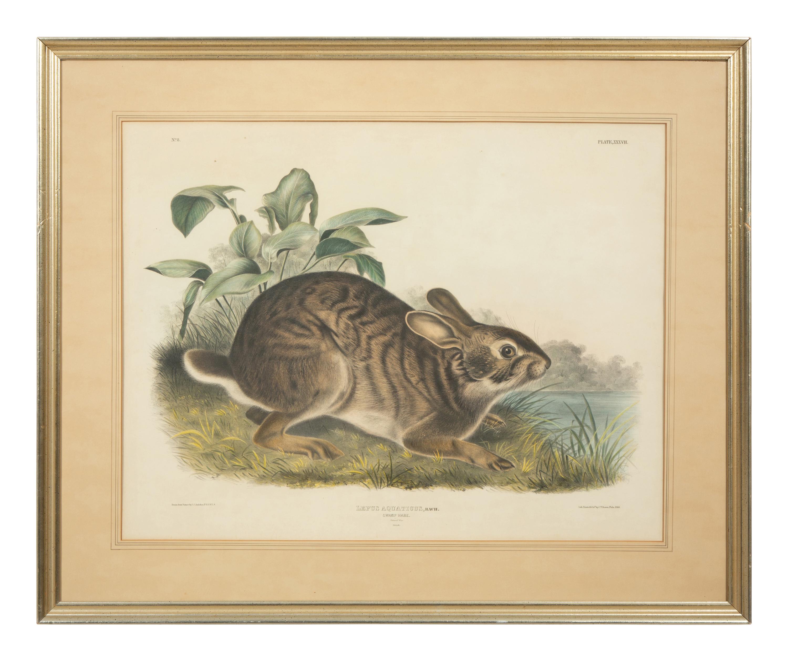 Lepus Americanus , Lepus Aquaticus , Lepus Nigricaudatus , and Lepus Palustris (Four Works)
