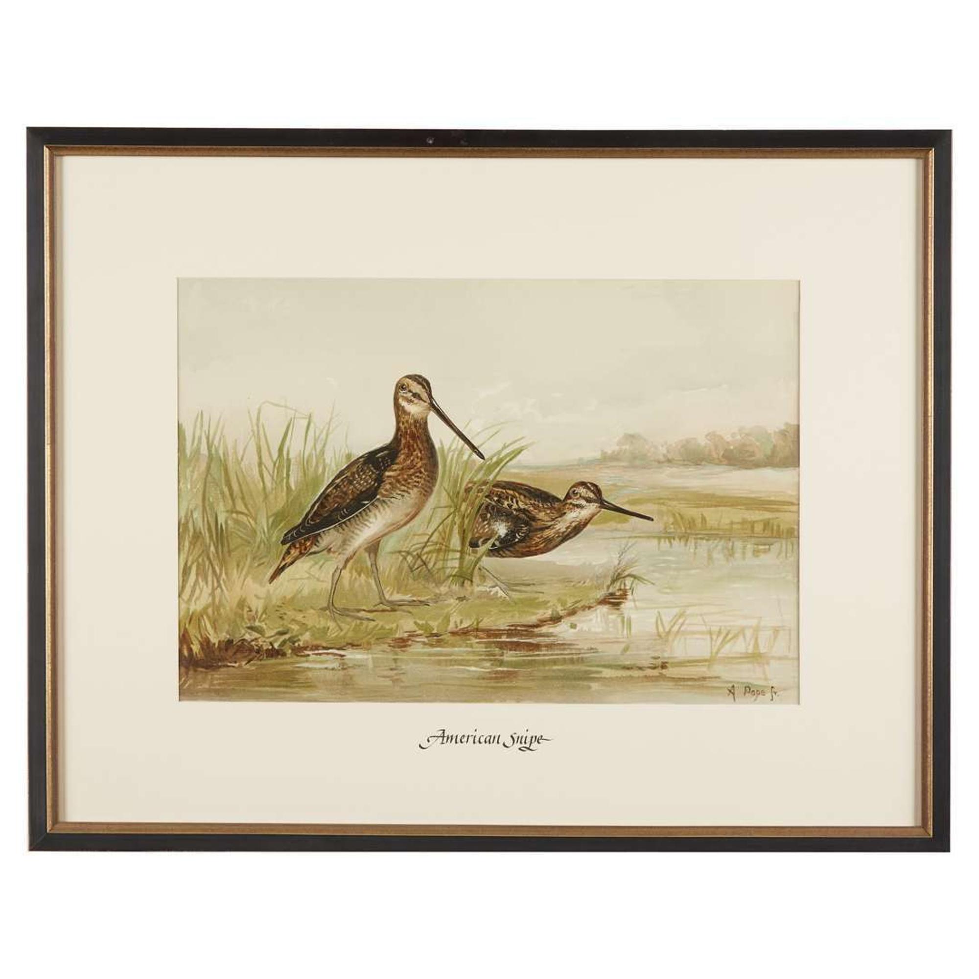 ALEXANDER POPE JUNIOR (AMERICAN 1849-1924) "BLACK DUCK" FROM UPLAND GAME BIRDS AND WATERFOWL OF THE UNITED STATES