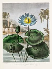 THORNTON, ROBERT, SIR. A group of eight color lithographs from the Temple of Flora, facsimile edition, circa 1951.