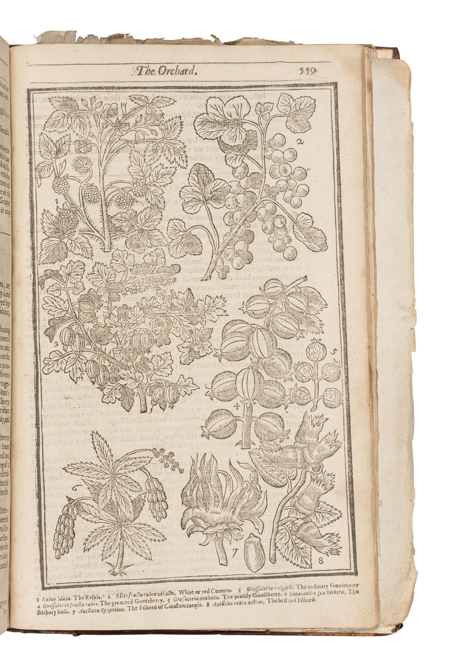 PARKINSON, John (1567-1650). Paradisi in sole Paradisus Terrestris. Or a Garden of all sorts of pleasant flowers . London: Humfrey Lownes and Robert Young, 1629.