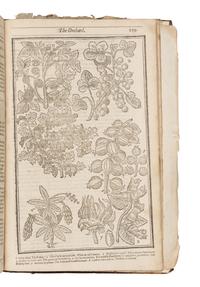 PARKINSON, John (1567-1650). Paradisi in sole Paradisus Terrestris. Or a Garden of all sorts of pleasant flowers . London: Humfrey Lownes and Robert Young, 1629.