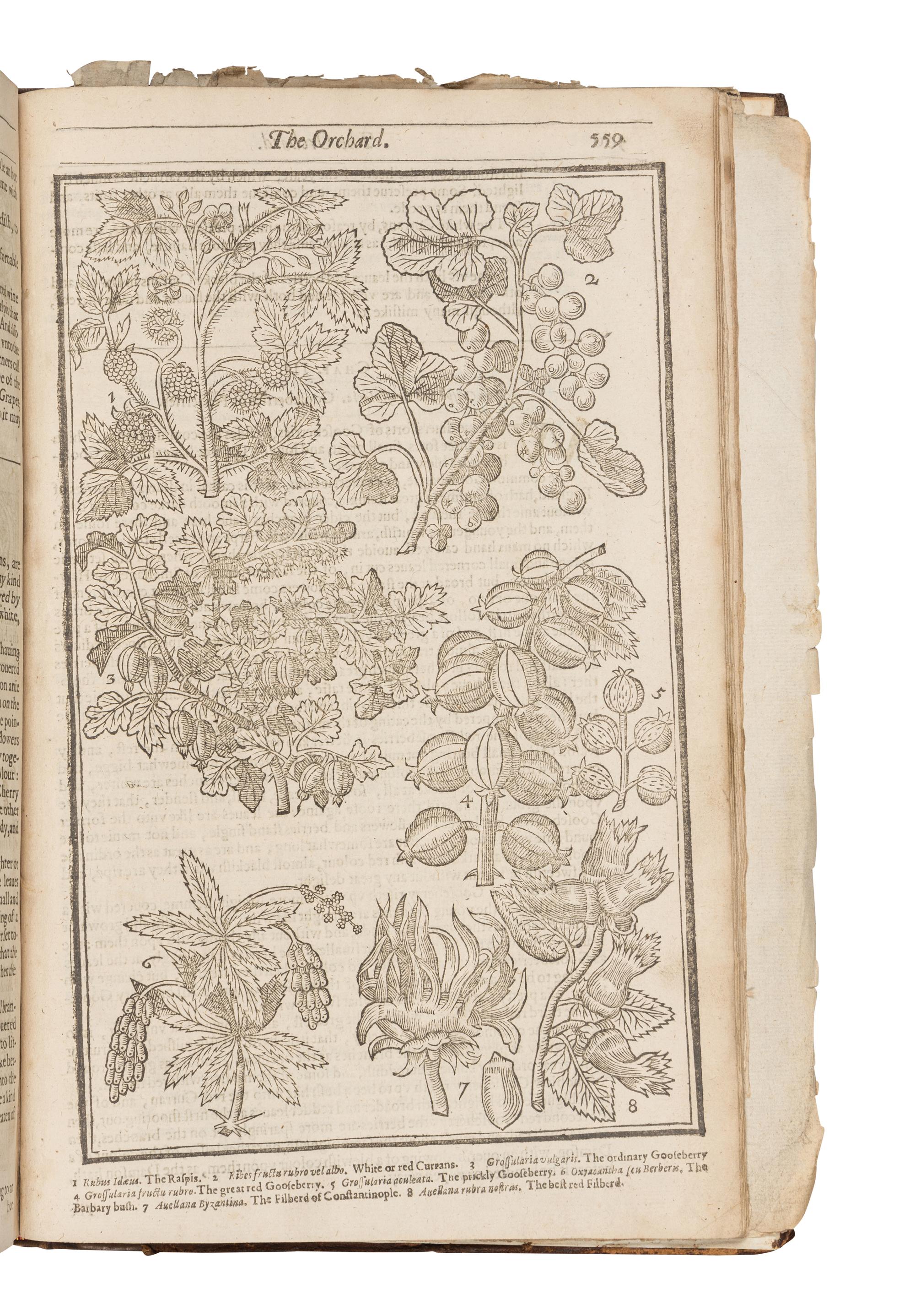 PARKINSON, John (1567-1650). Paradisi in sole Paradisus Terrestris. Or a Garden of all sorts of pleasant flowers . London: Humfrey Lownes and Robert Young, 1629.