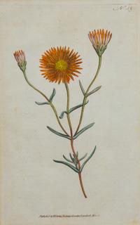 A Collection of Handcolored Botanical Engravings Height of largest frame 14 1/4 x width 12 1/4 inches.